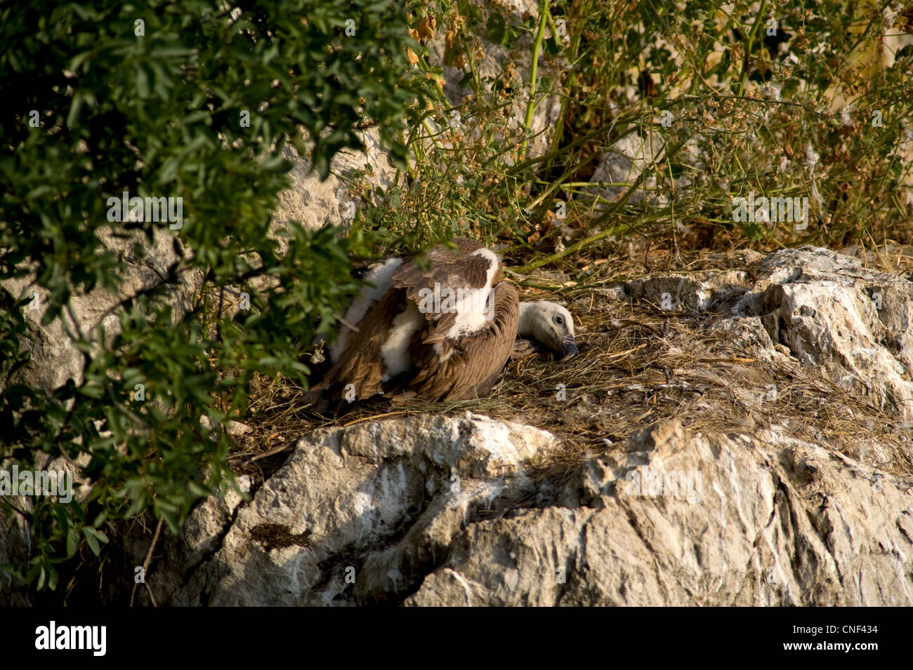 Griffon Vulture chick, approximately 3 months old laying in nest Stock Photo