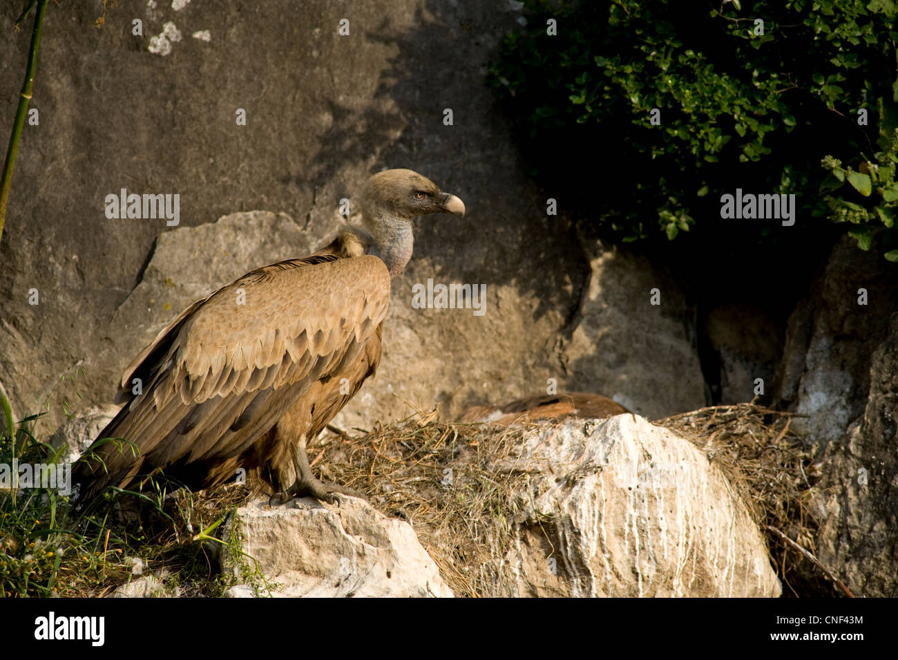 Adult Griffon Vulture standing on edge of nest with back of chick visible at rear of nest Stock Photo