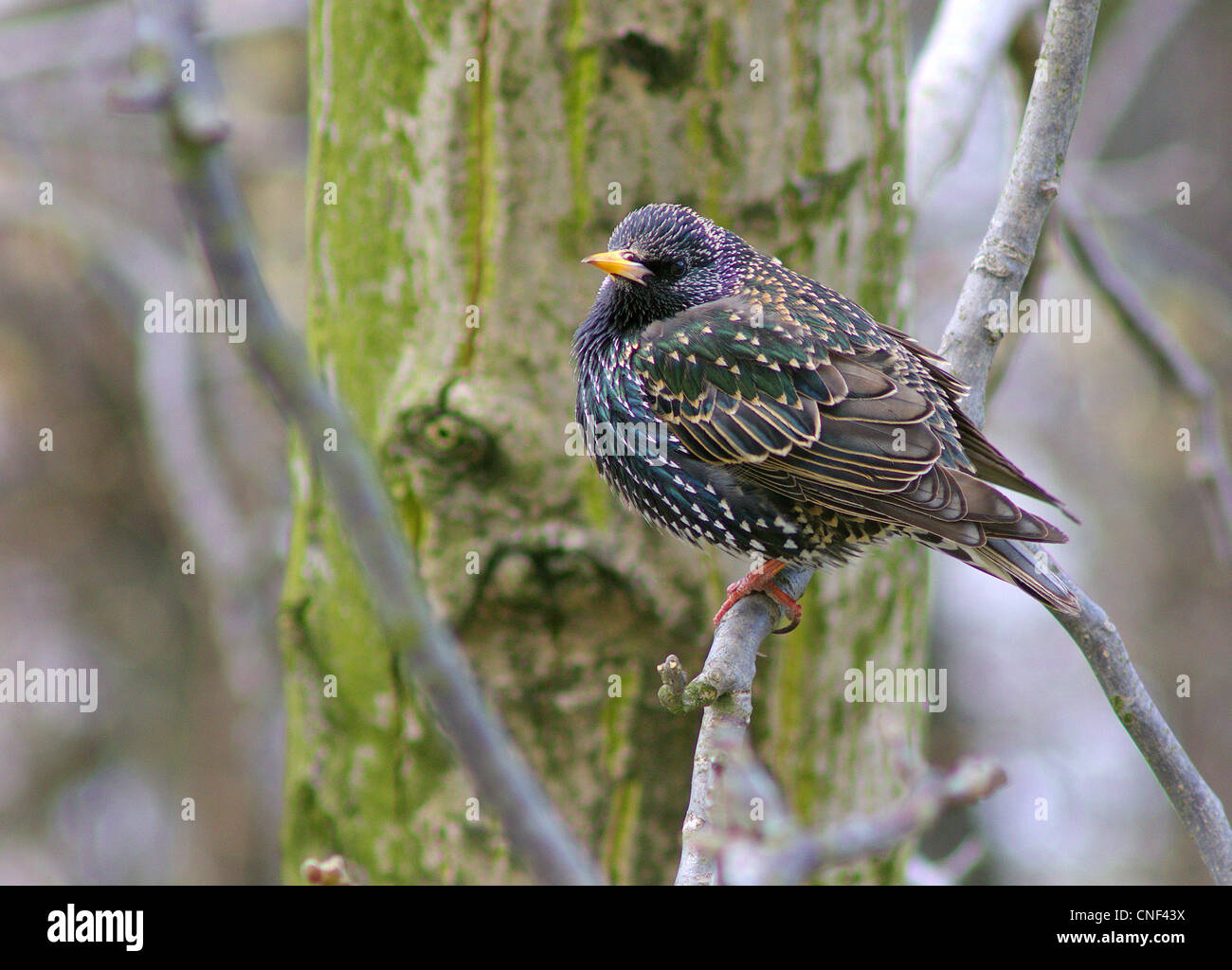 Starling bird sitting on the branch Sturnus vulgaris Stock Photo