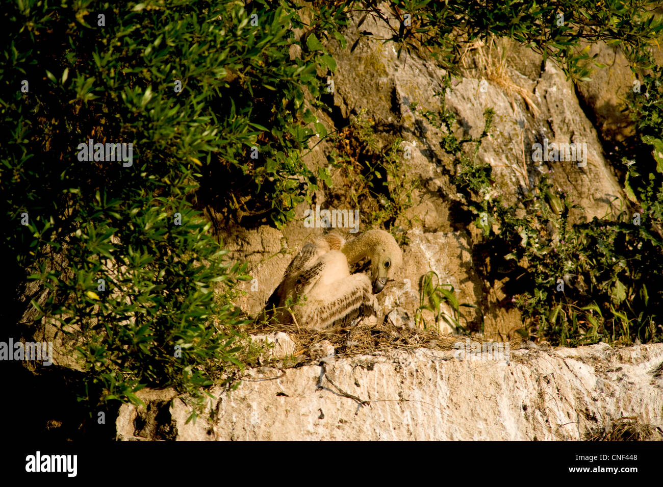Griffon Vulture chick, approximately 6 weeks old , sitting in nest preening wings feathers Stock Photo