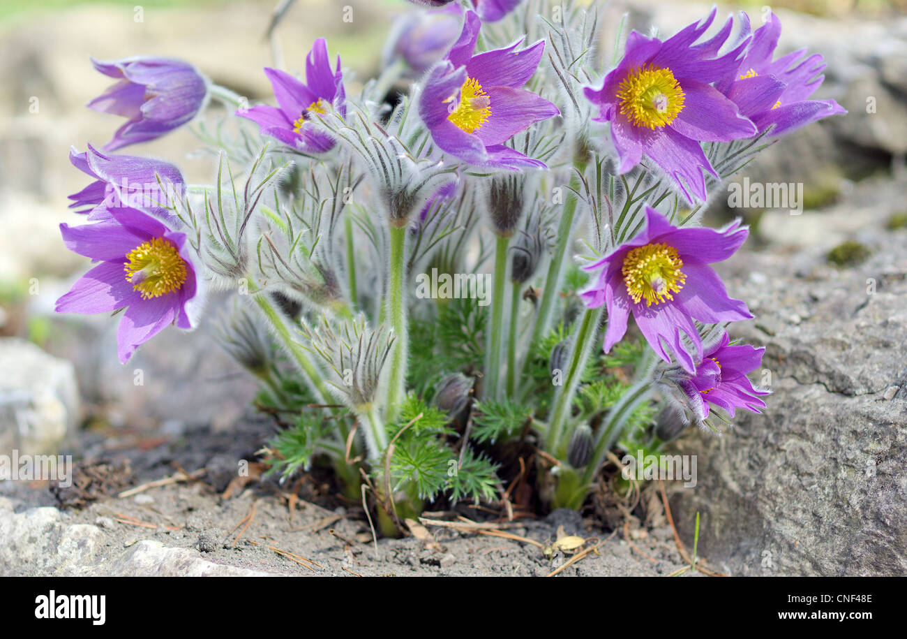 Pasque flowers close up Pulsatilla vulgaris Stock Photo