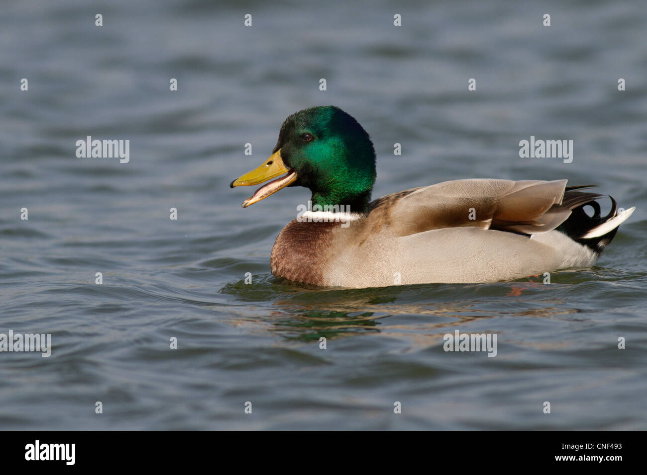 Mallard (male), Anas platyrhynchos, Drift Reservoir, Cornwall UK Stock Photo
