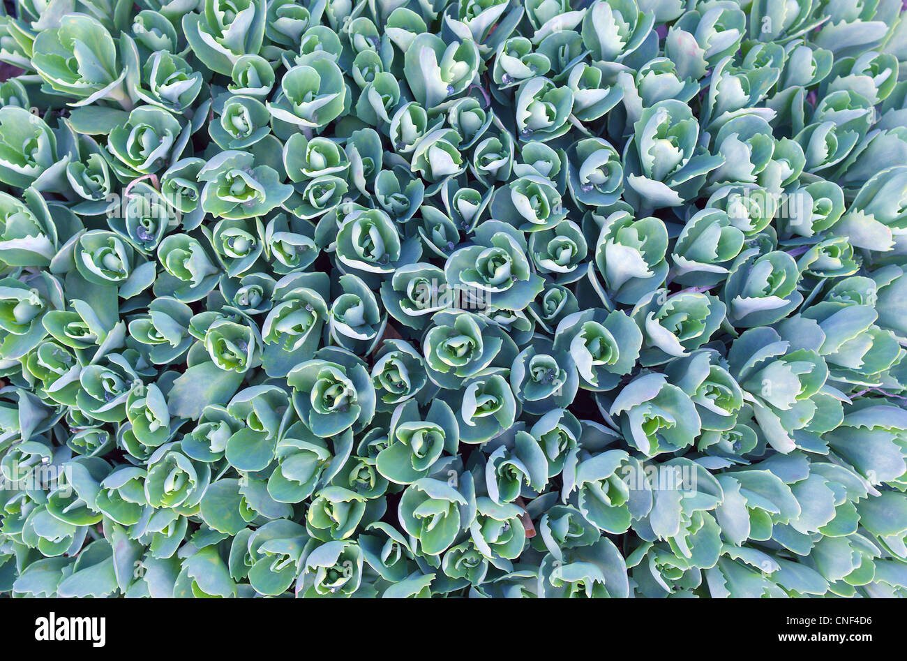 Fresh spring stonecrop sprouts lively pattern many cluster plenty Stock Photo