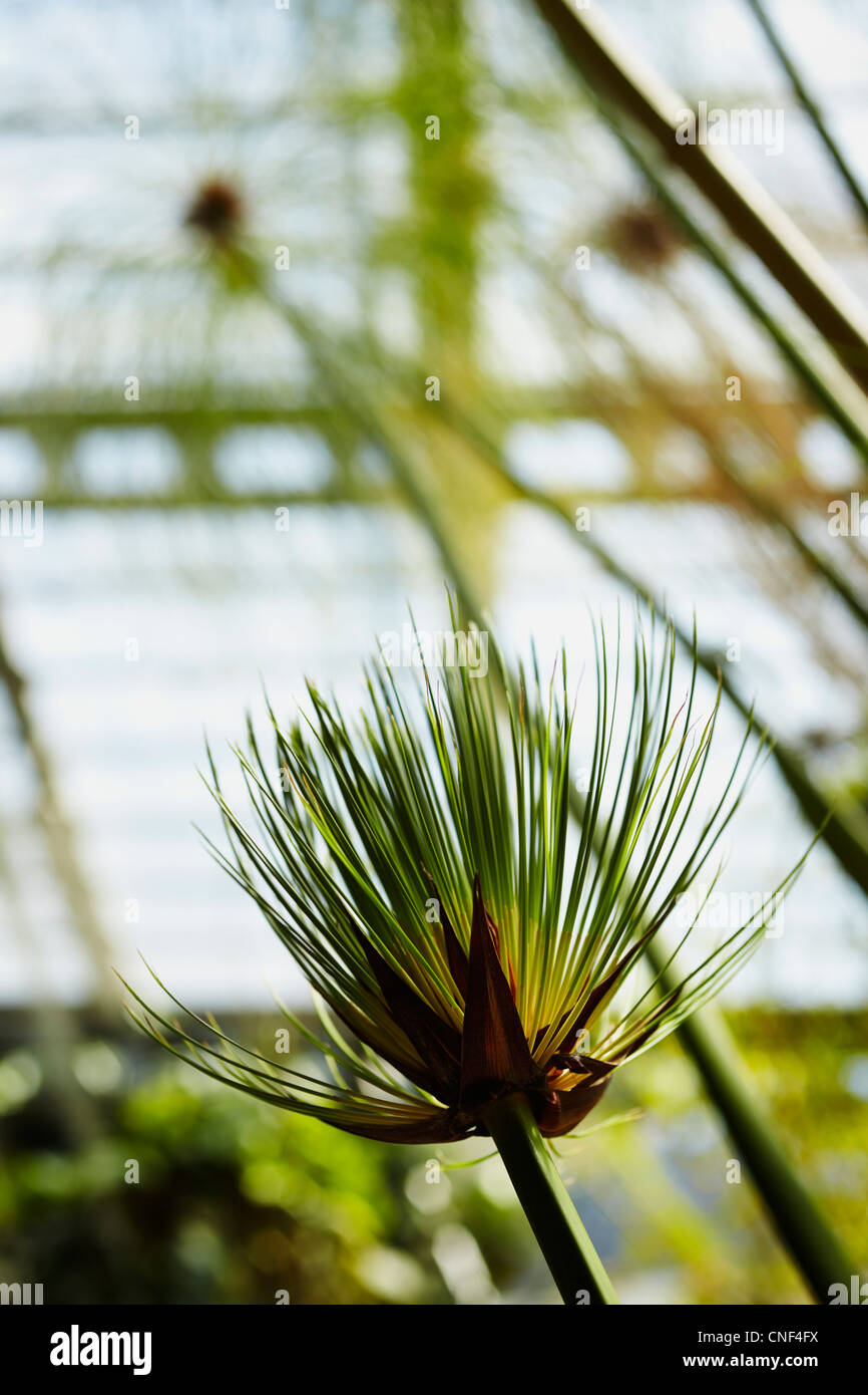 Cyperus papyrus. Greenhouse at the Royal Botanical Garden. Madrid. Spain Stock Photo
