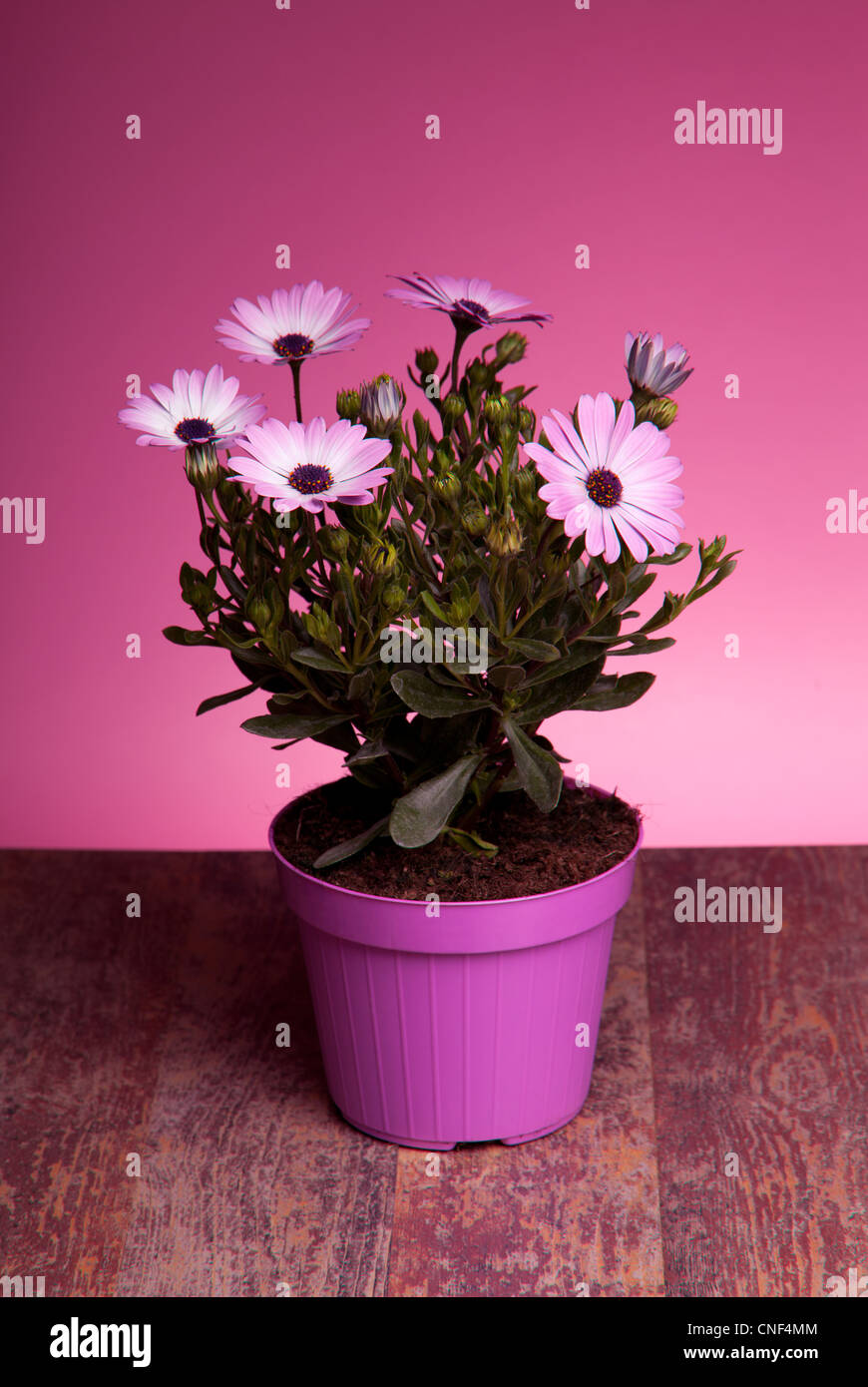 Pot With Pink African Daisy (Dimorphotheca Pluvialis) Stock Photo