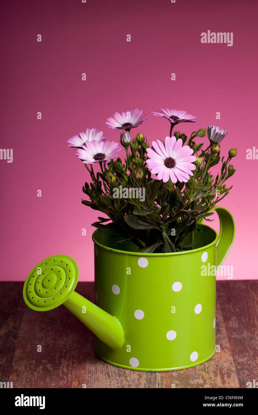Pink African Daisy In Watering Pot (Dimorphotheca Pluvialis) Stock Photo