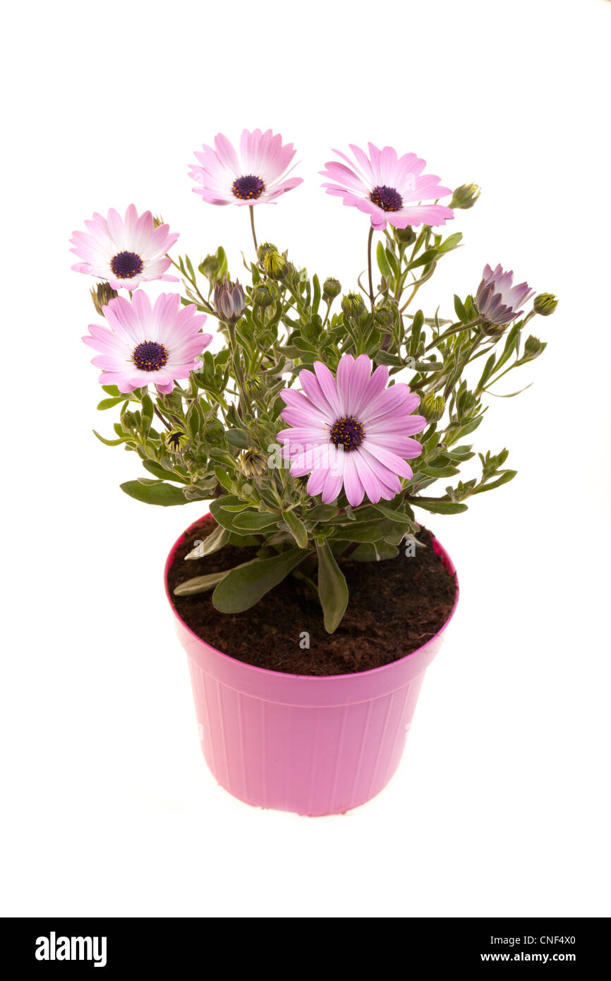 Pot With African daisies isolated on white background. Stock Photo