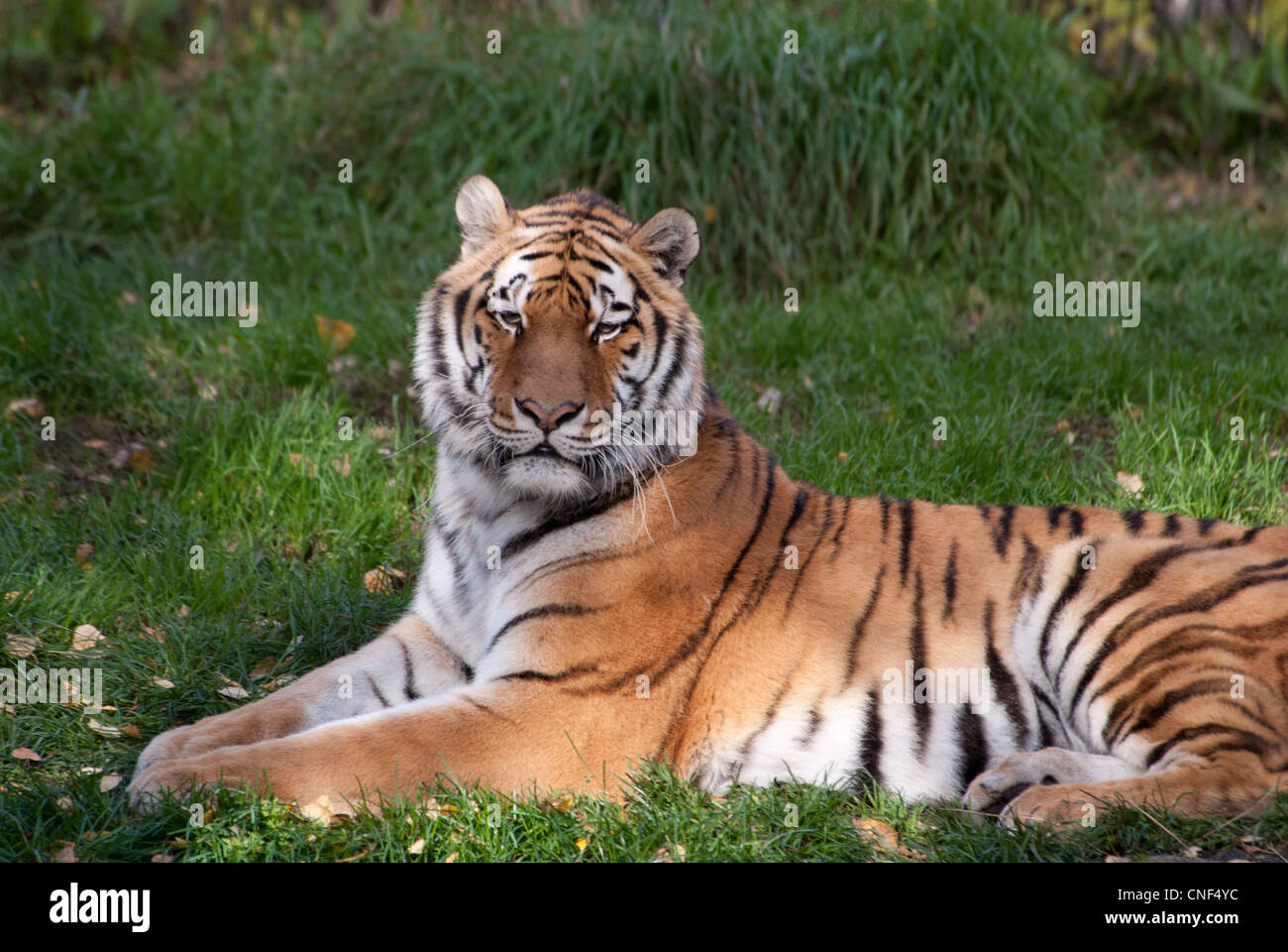 Panthera tigris altaica, Tiger, Amur Panther, captive Stock Photo
