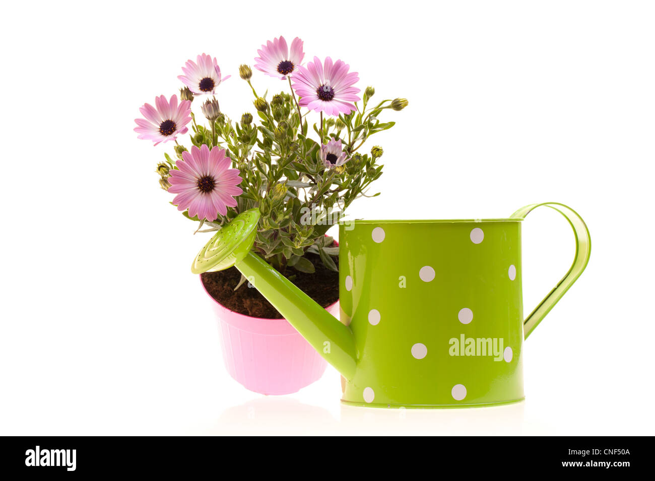 Pot With African Daisies (Dimorphotheca Pluvialis) Isolated Stock Photo ...
