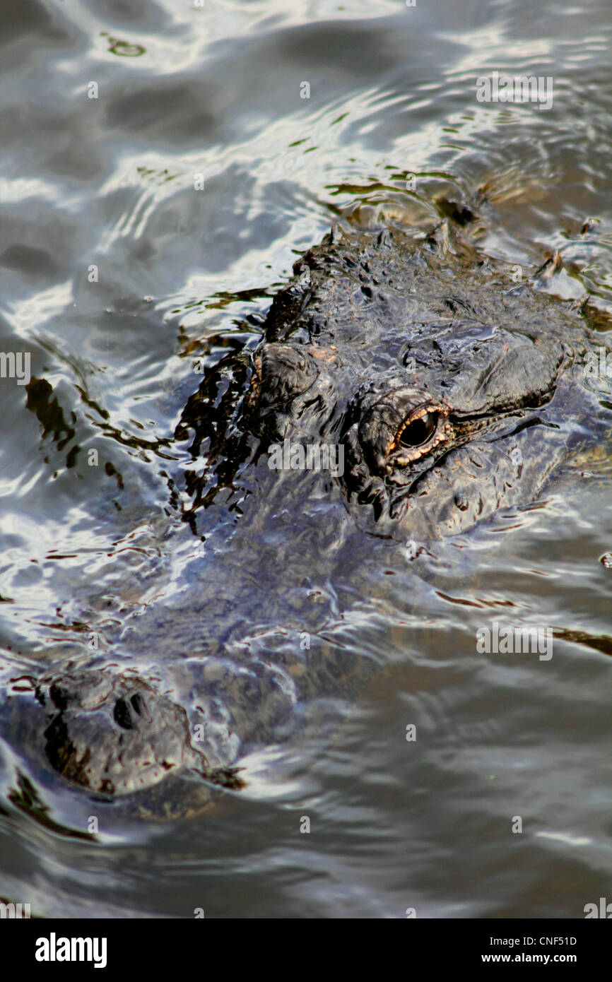 nasty looking alligator lurking in muddy water Stock Photo