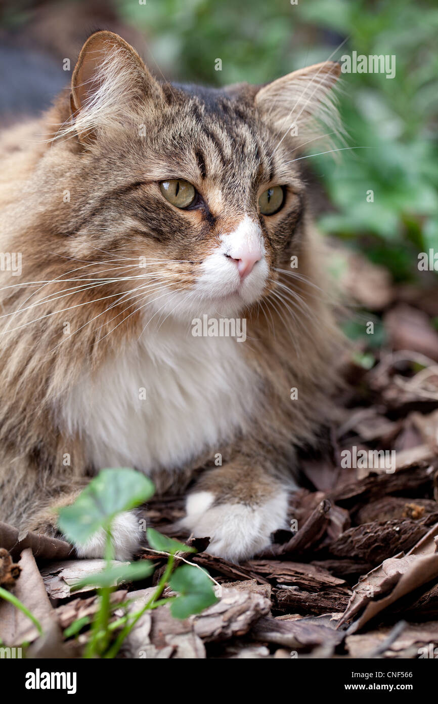 Cat longhair hi-res stock photography and images - Alamy