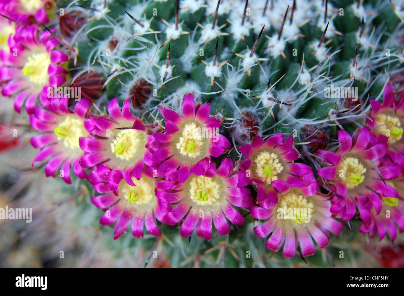 Cactus Mammillaria mystax pink flowers close up Stock Photo