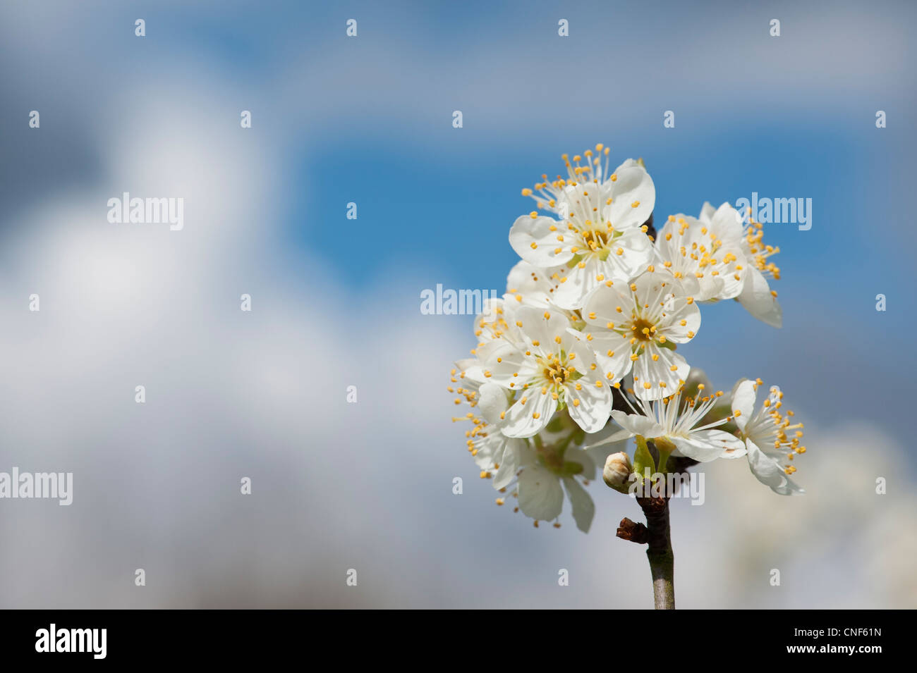 Malus domestica. Apple Tree blossom against blue cloudy sky Stock Photo