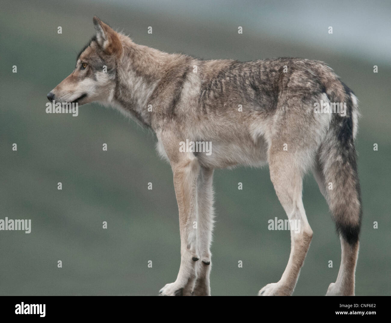 Gray Wolf (Canis lupus) is a social predator one of a den of 14 individuals in Denali National Park, Alaska. Stock Photo