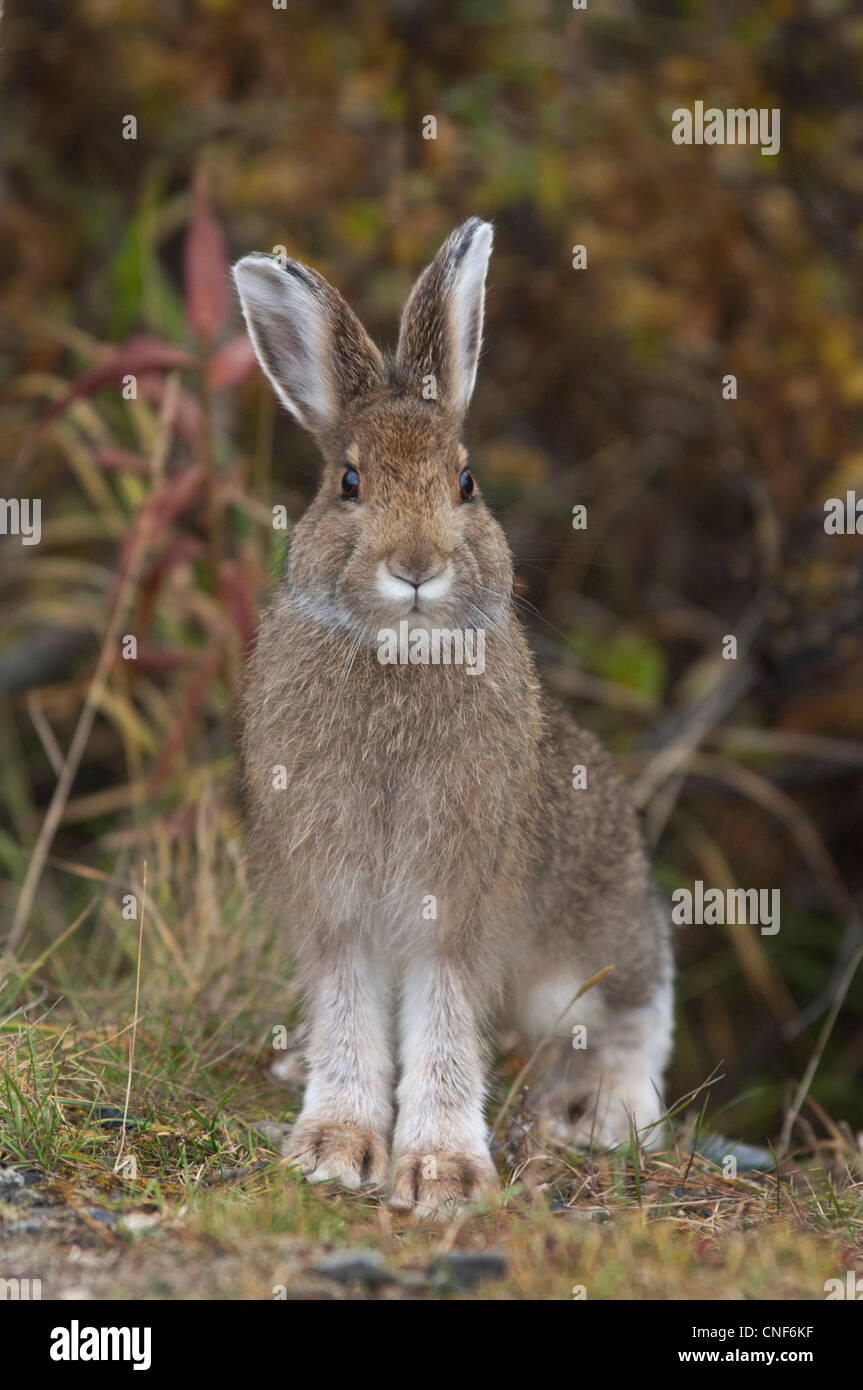 Snowshoe Hare in summer pelage Denali National Park Alaska Stock Photo