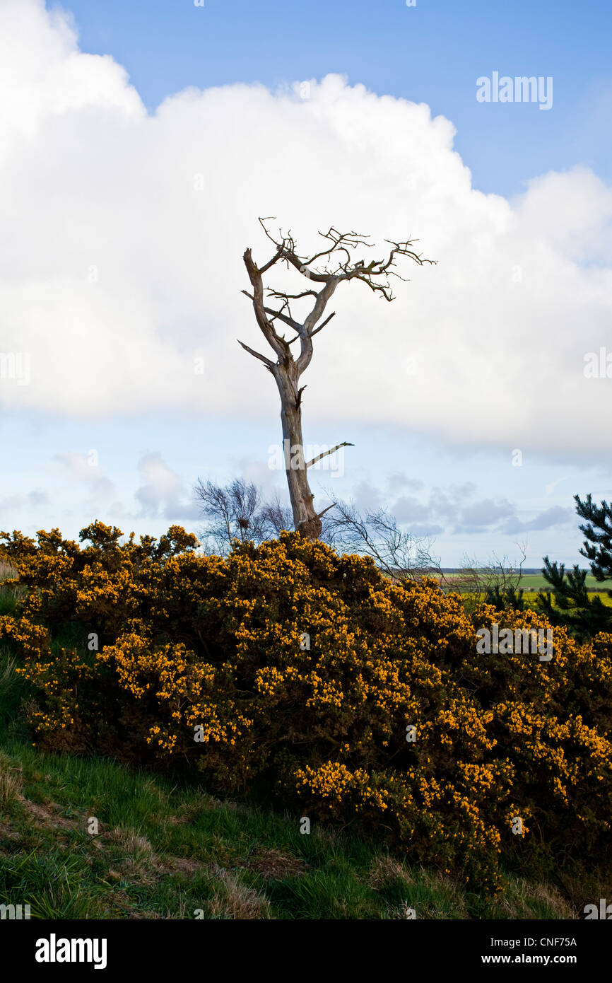 A solitary tree landscape Speeton East Riding of Yorkshire UK Stock Photo