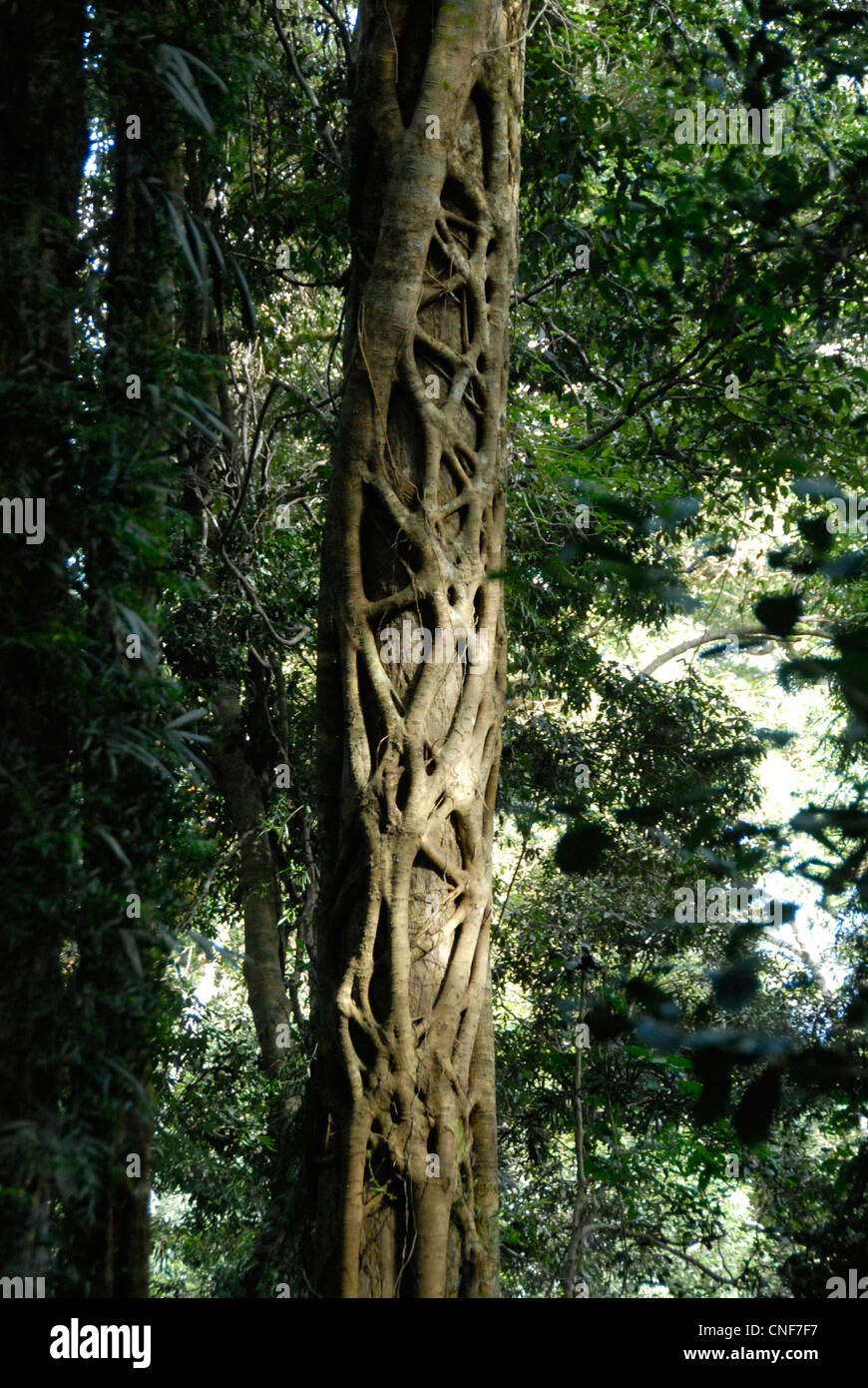 View of strangler fig from walking track in Lamington National Park in Queensland Australia Stock Photo