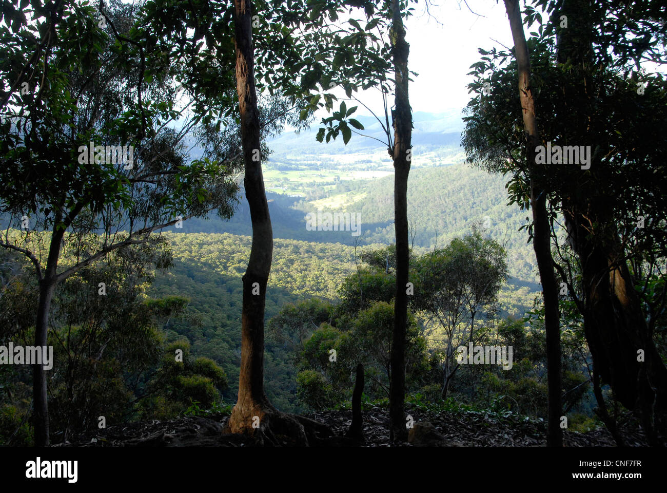 View from walking track in Lamington National Park in Queensland Australia Stock Photo