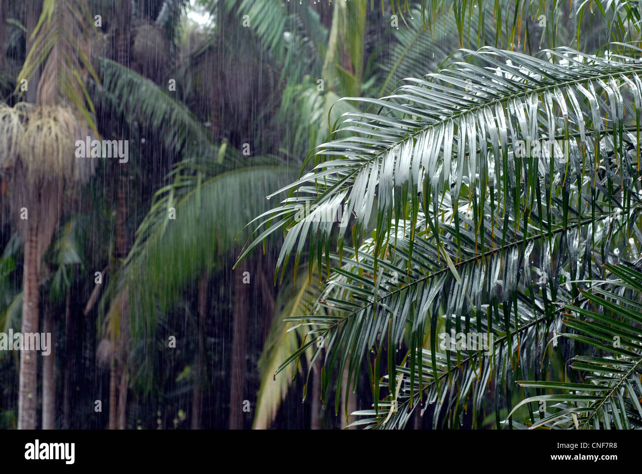 Tropical rain falling on rain forest trees during a tropical storm in  northern NSW Australia Stock Photo - Alamy