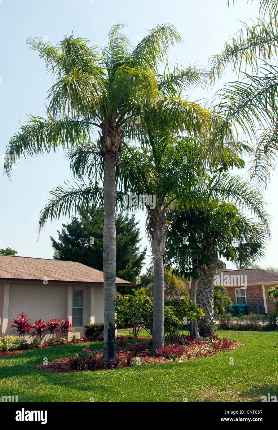 Florida Queen Palm (Syagrus romanzoffiana) in Summer Stock Photo