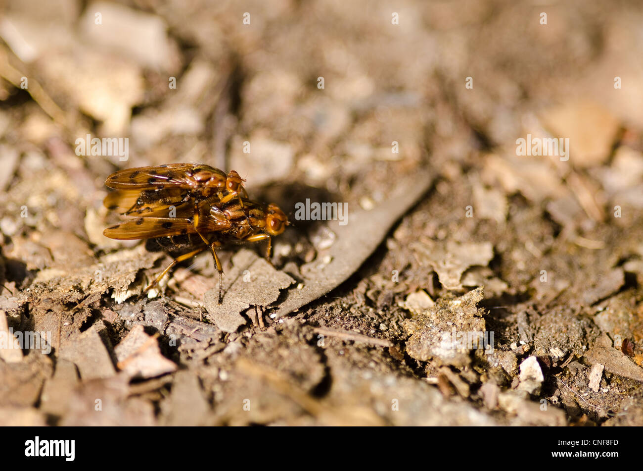 Two yellow brown japanese flies mating on a forest floor Stock Photo