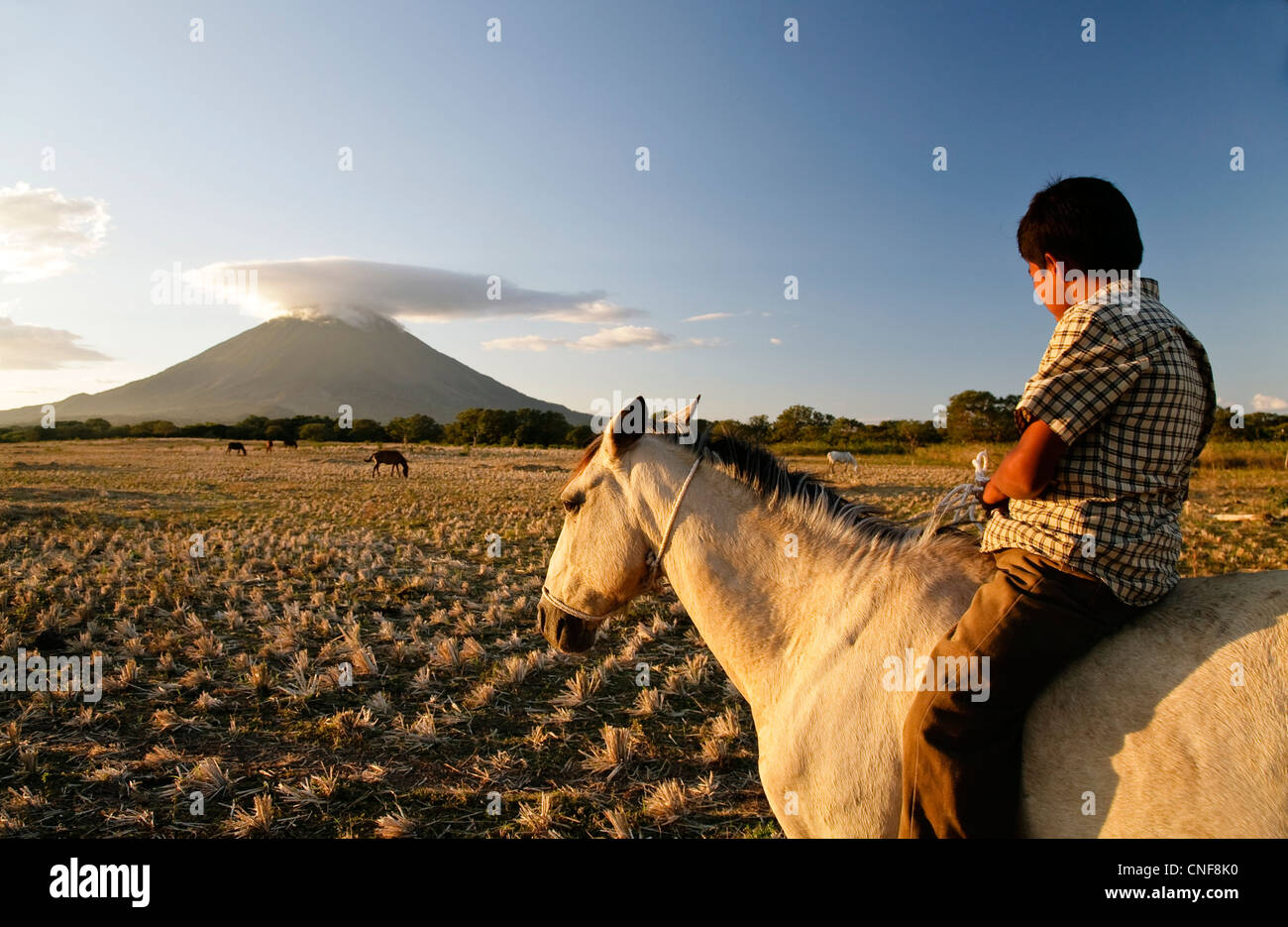 Nicaragua Isla Ometepe Lake Nicaragua young cowboy getting his cattle back to the farm in the evening vulcano Concepciòn Stock Photo