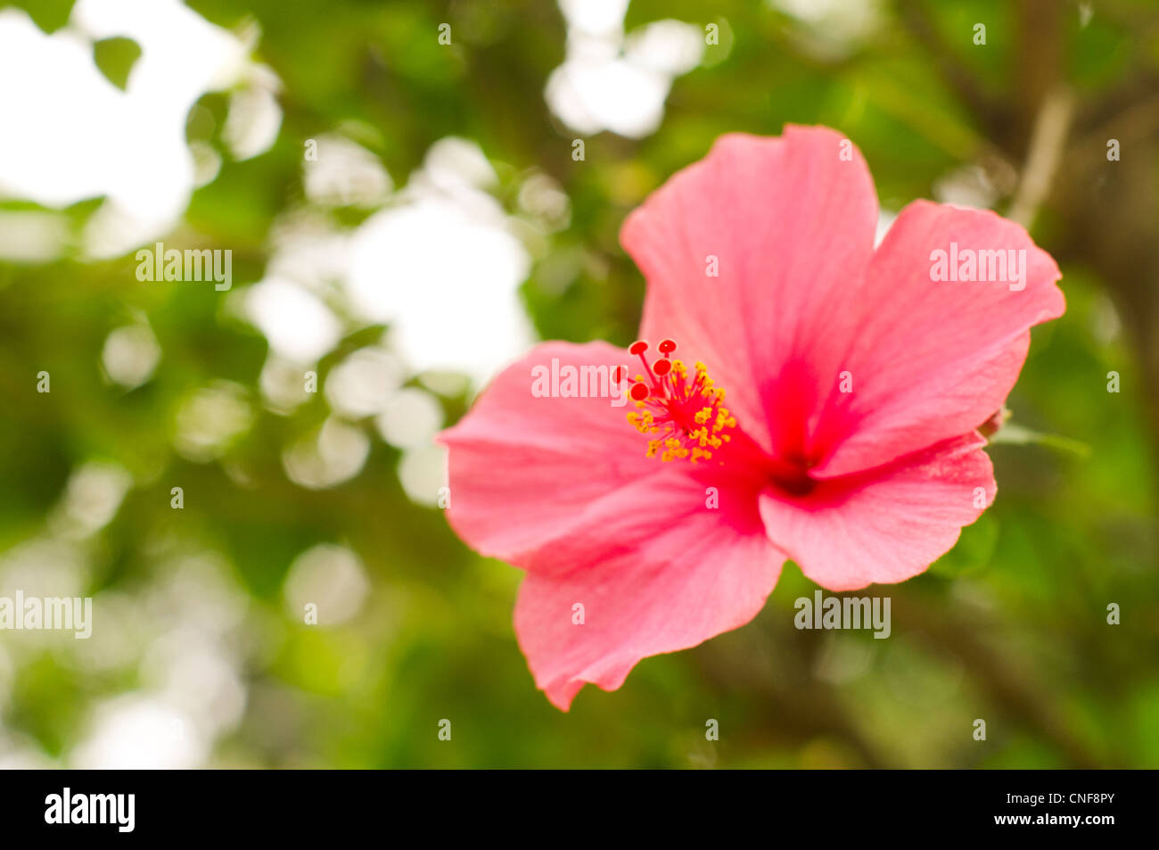 Stem of hibiscus flower hi-res stock photography and images - Alamy