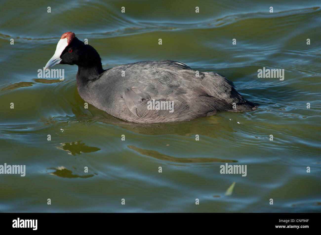 Moruna hi-res stock photography and images - Alamy