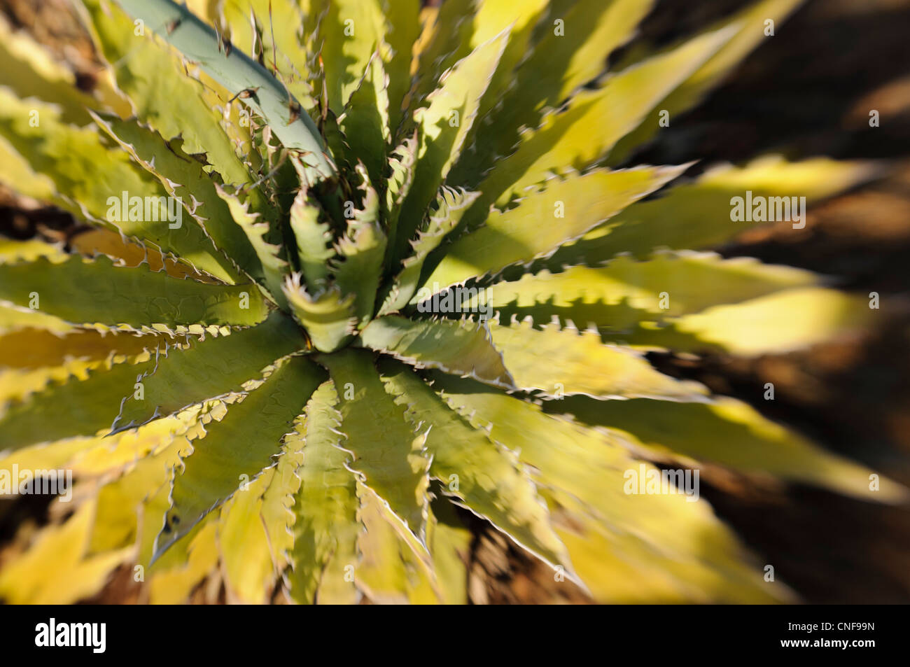 Agave xylonacantha hi-res stock photography and images - Alamy