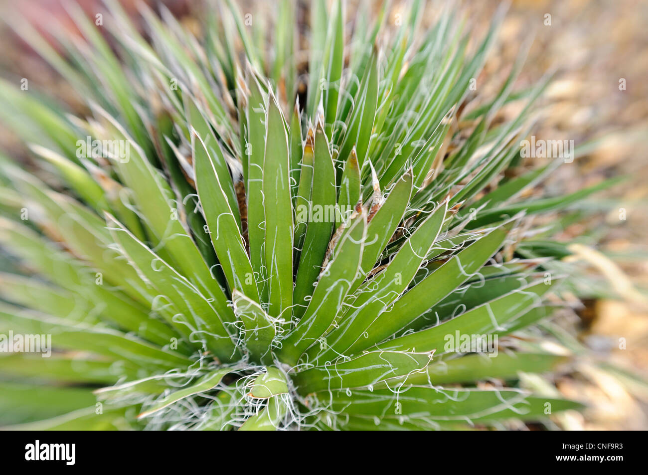Agave plant Stock Photo