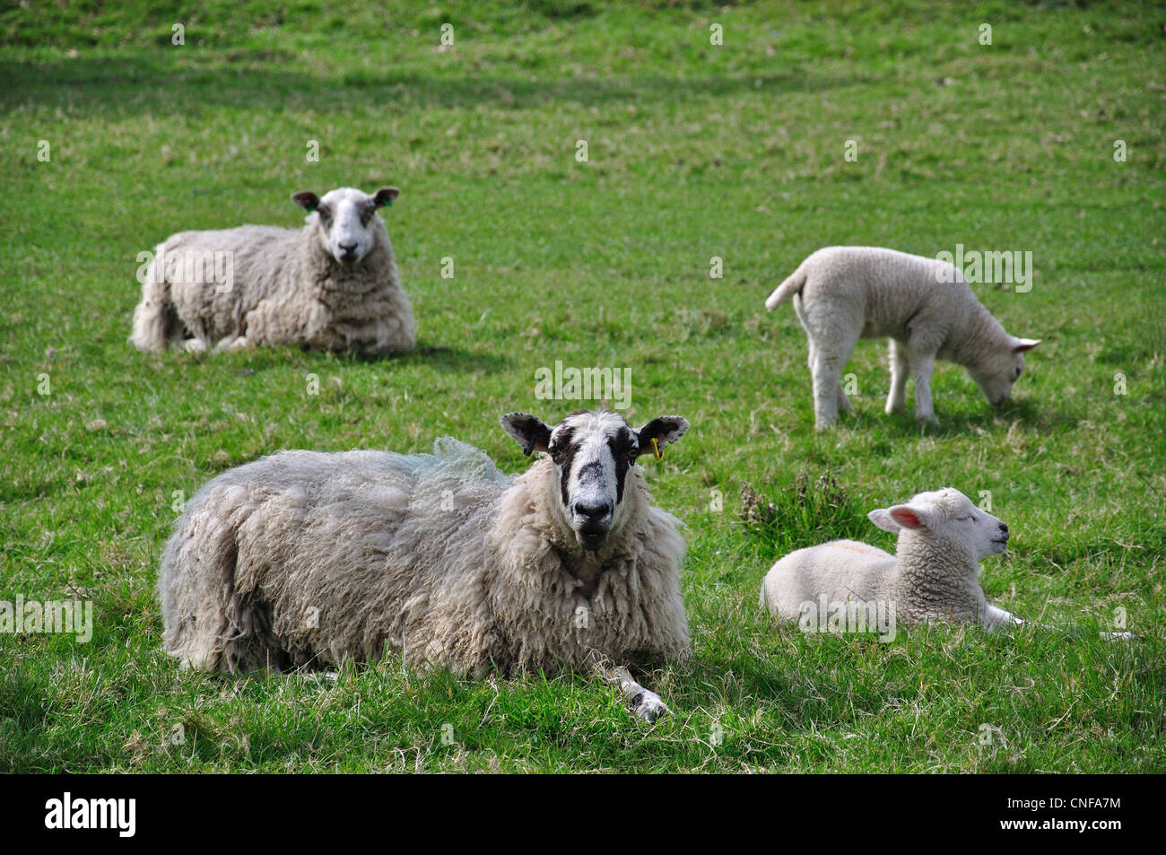Sheep with lambs in field, Stanwell, Surrey, England, United Kingdom Stock Photo