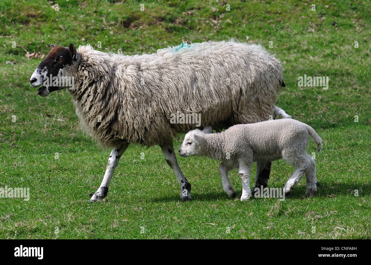 Sheep with lamb in field, Stanwell, Surrey, England, United Kingdom Stock Photo