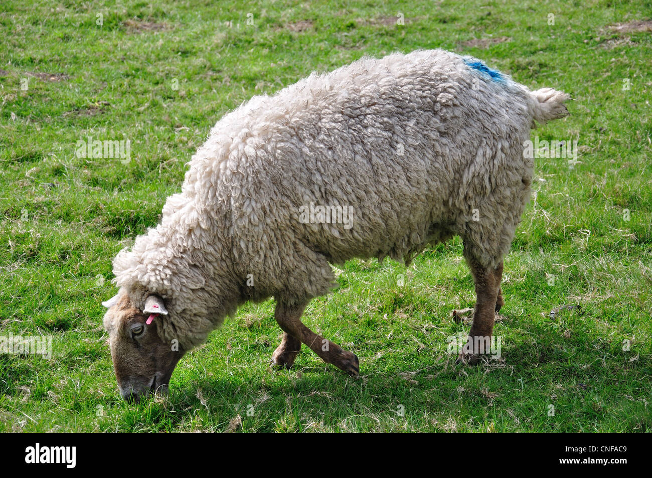 Sheep in field, Stanwell, Surrey, England, United Kingdom Stock Photo