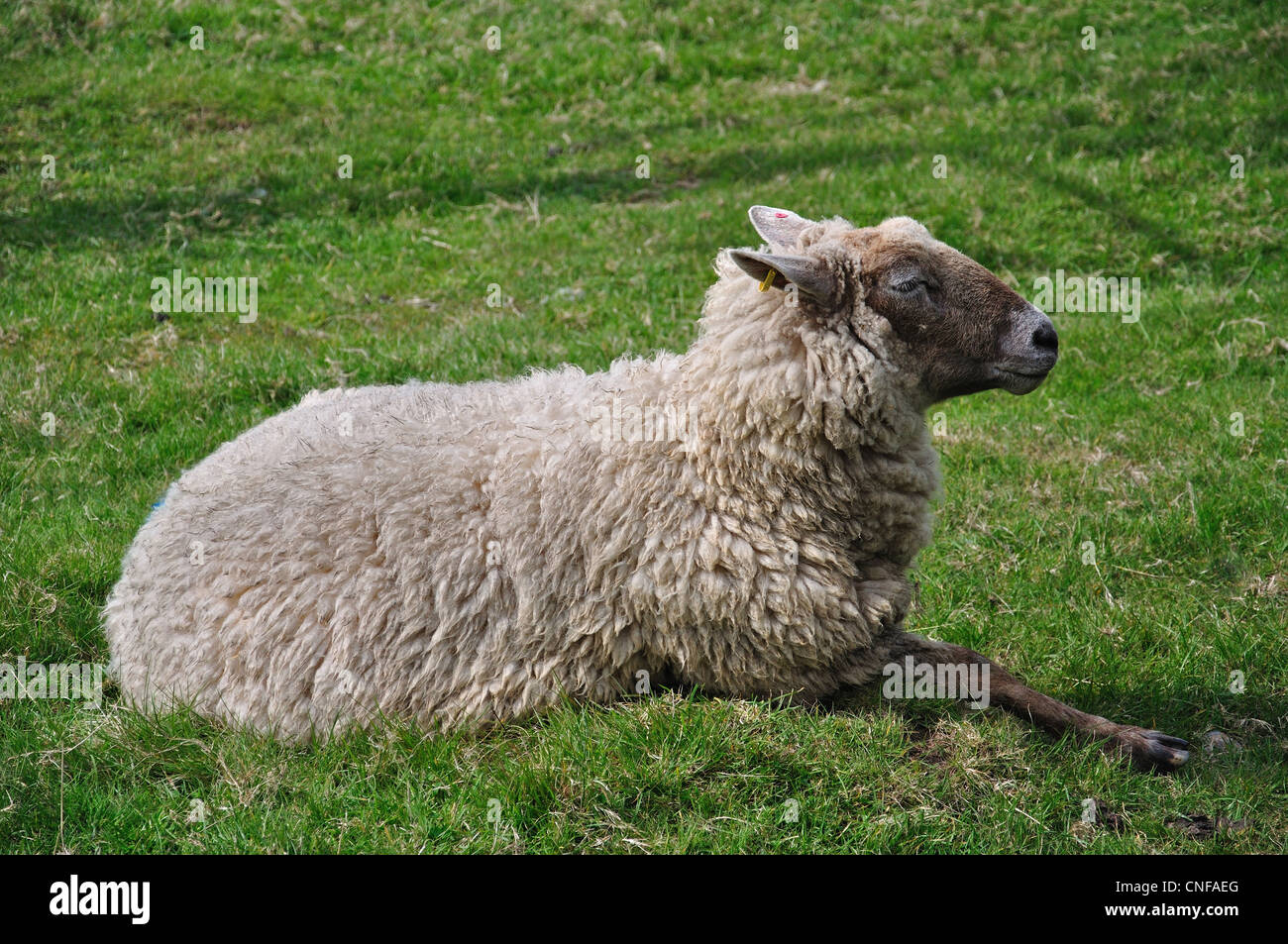 Sheep in field, Stanwell, Surrey, England, United Kingdom Stock Photo