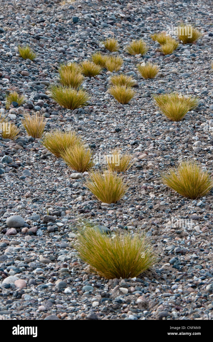 Plants from Poaceae (grasses) & Asteraceae (daisies) families are the most wildly represented in Patagonian steppe South America Stock Photo