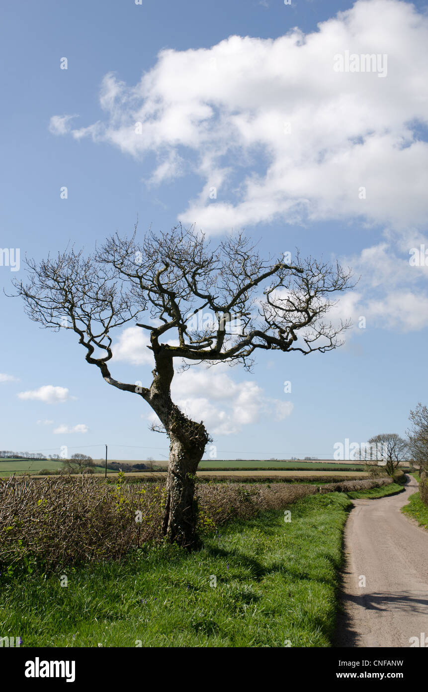 Old leafless tree unusually shaped by weather against a blue sky in a lane in Dorset UK Stock Photo