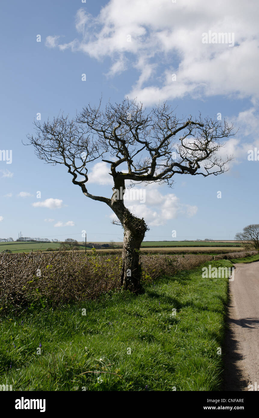 Old leafless tree unusually shaped by weather against a blue sky in a lane in Dorset UK Stock Photo