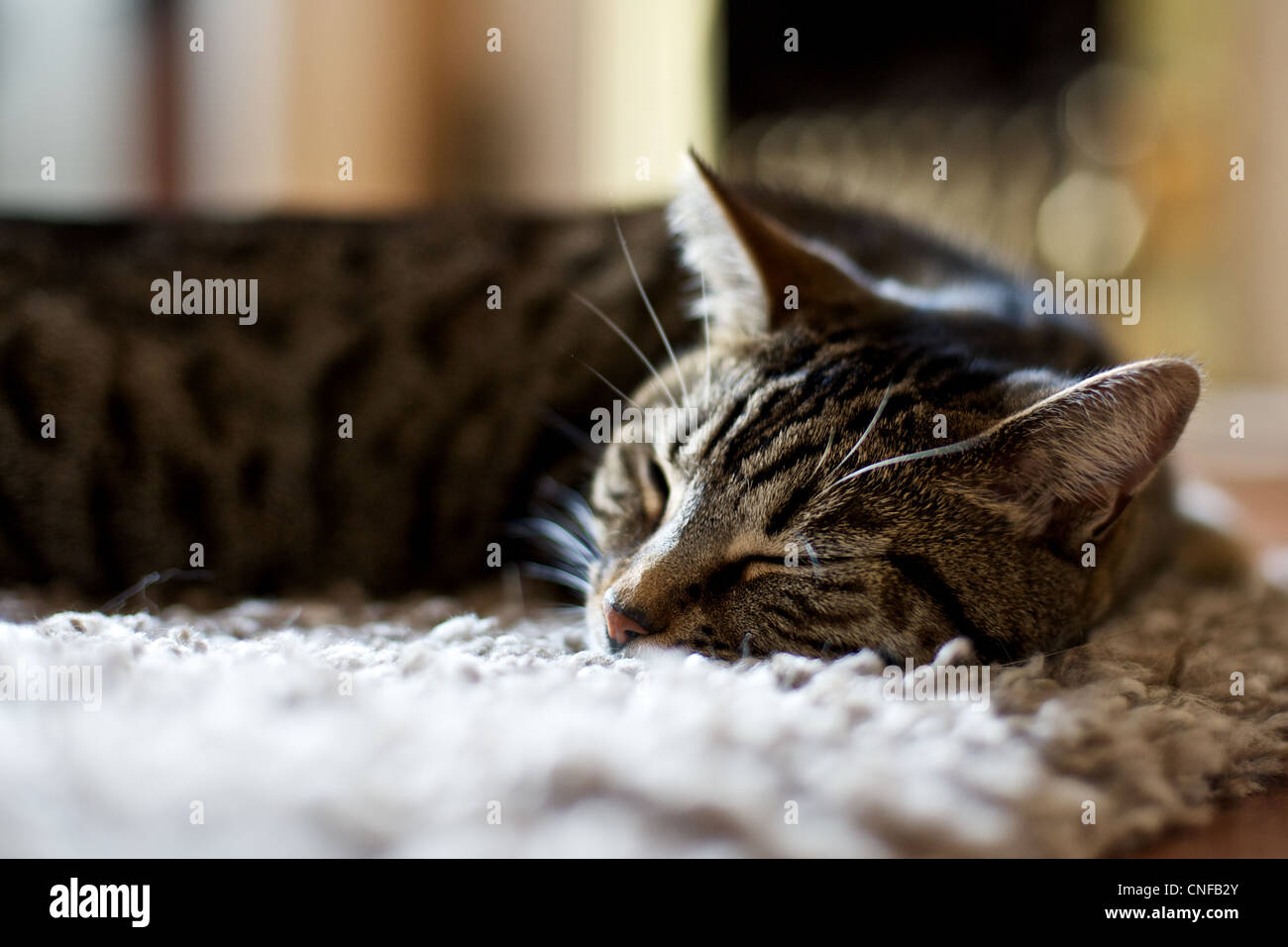 Cat on a Matt Stock Photo