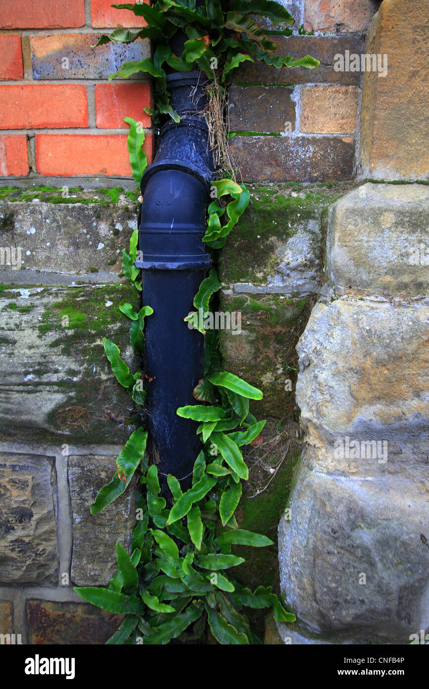 Drainage pipe surrounded by self set weeds growing in the cracks, roof guttering black plastic foliage growing. sandstone blocks Stock Photo