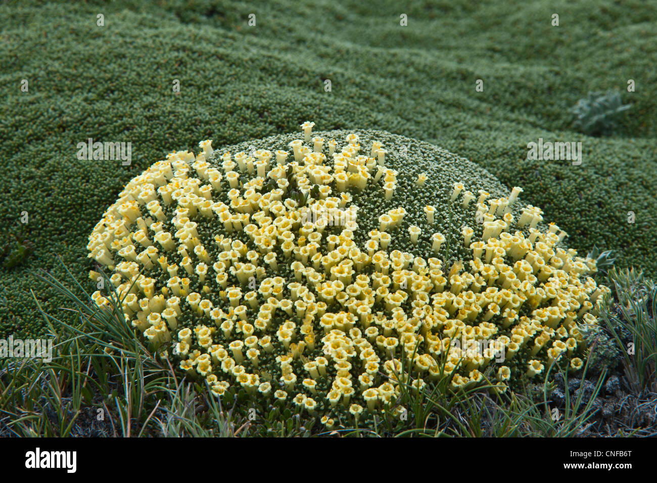Fabiana sp. (nana, filosa or patagonica ???) adopted a cushion habit to survive adverse steppe's climate Southern Patagonia Stock Photo