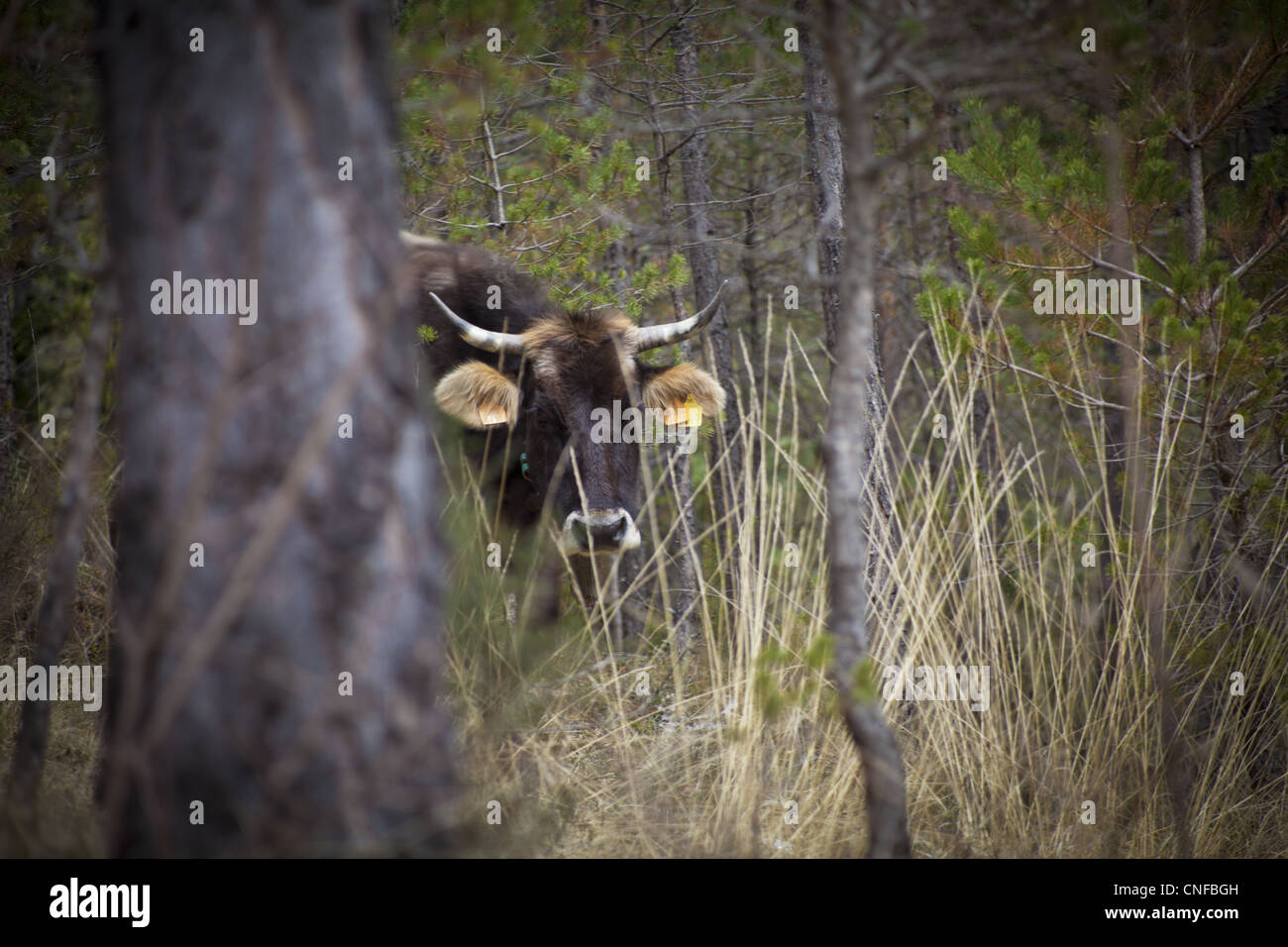 Livestock in the Catalan Pyrenees Stock Photo