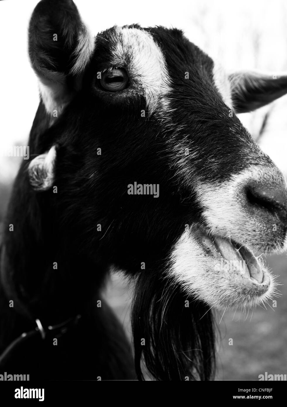 Headshot of goat in black and white Stock Photo