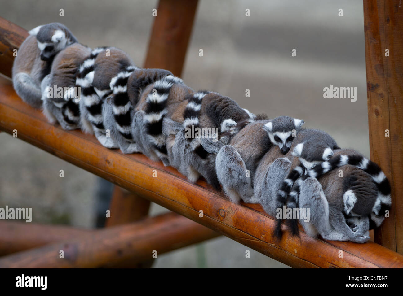 Gang of Lemurs huddling together at the Zoo Stock Photo