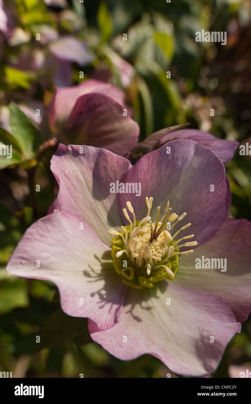 Hellebore flowers bloom a hardy evergreen and deciduous perennial traditional Victorian garden with single flower in foreground Stock Photo