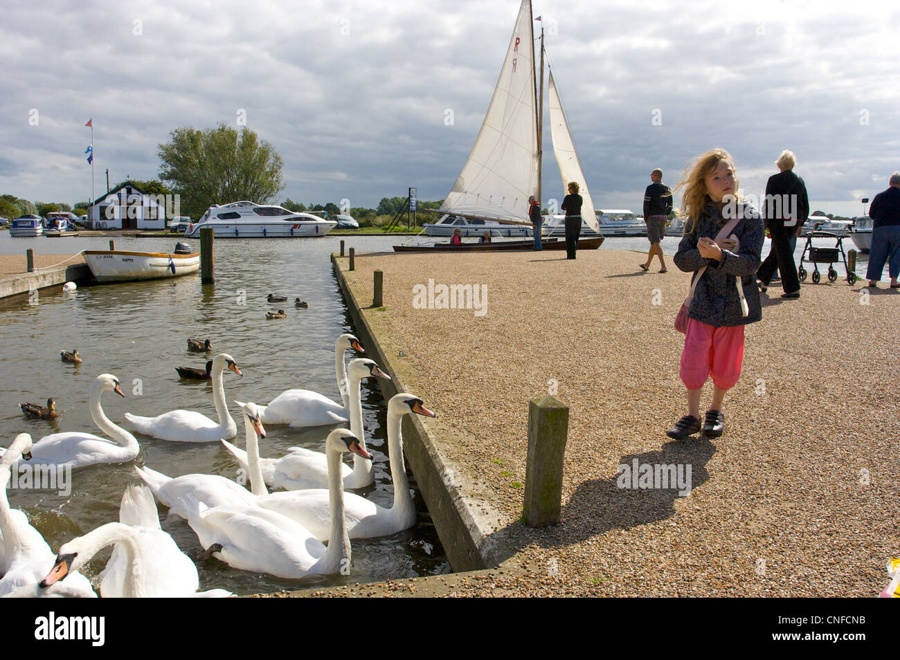 6 year old,young girl feeding swans at potter height, sail behind,Norfolk,UK Stock Photo