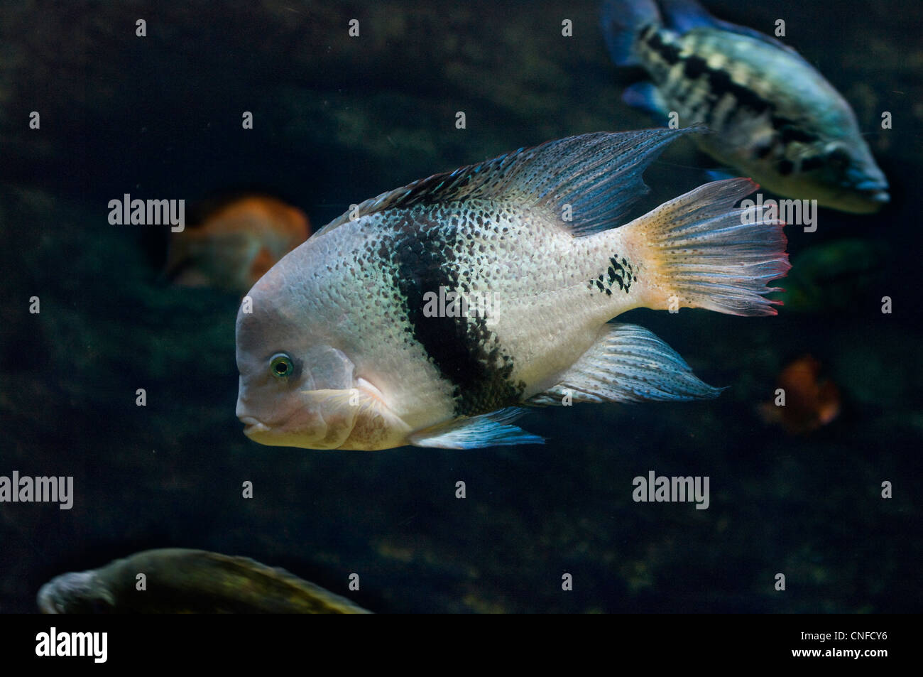 Black Belt Cichlid, Vieja maculicauda Stock Photo Alamy