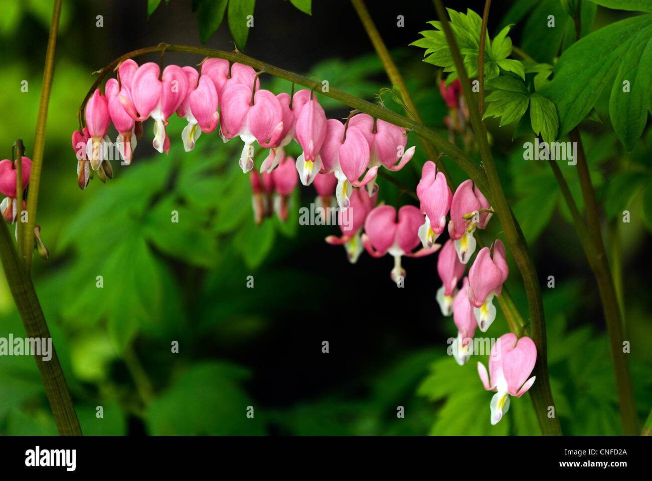 Pink and white dicentra flowers budding in the springtime Stock Photo
