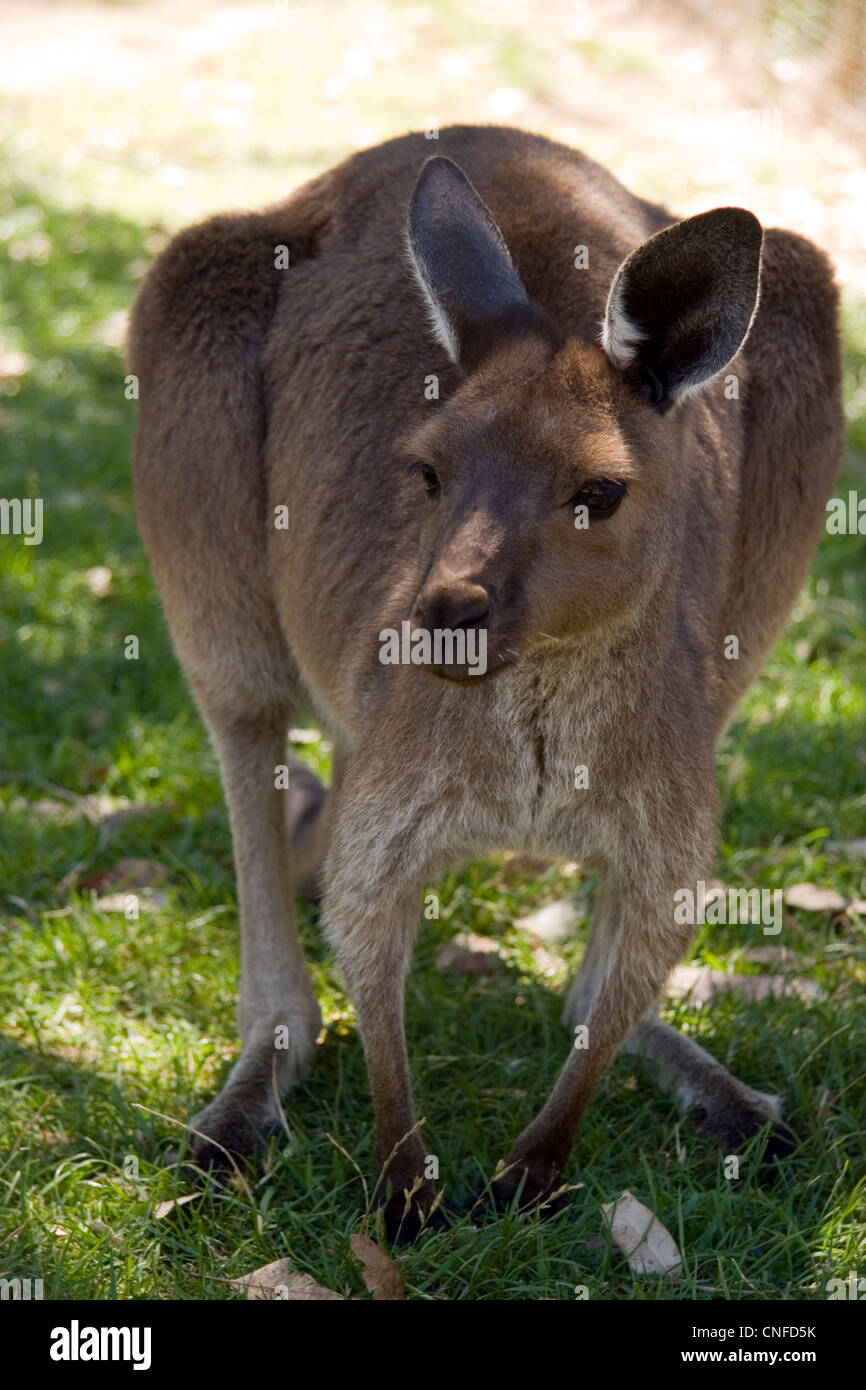 Western Grey Kangaroo, Adelaide Hills, South Australia, Australia Stock Photo