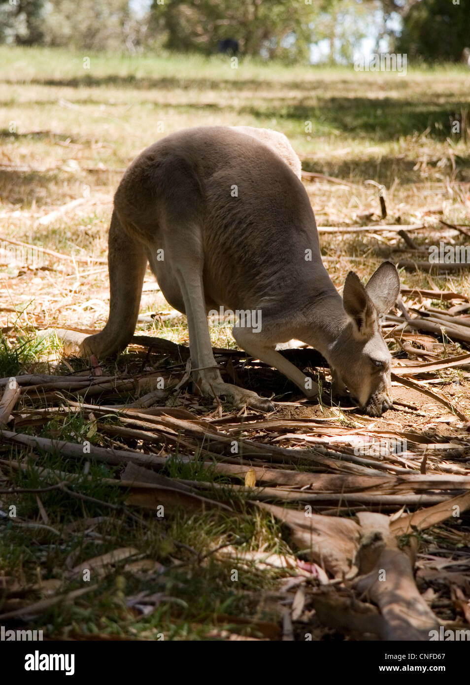 Western Grey Kangaroo feeding, South Australia, Australia Stock Photo