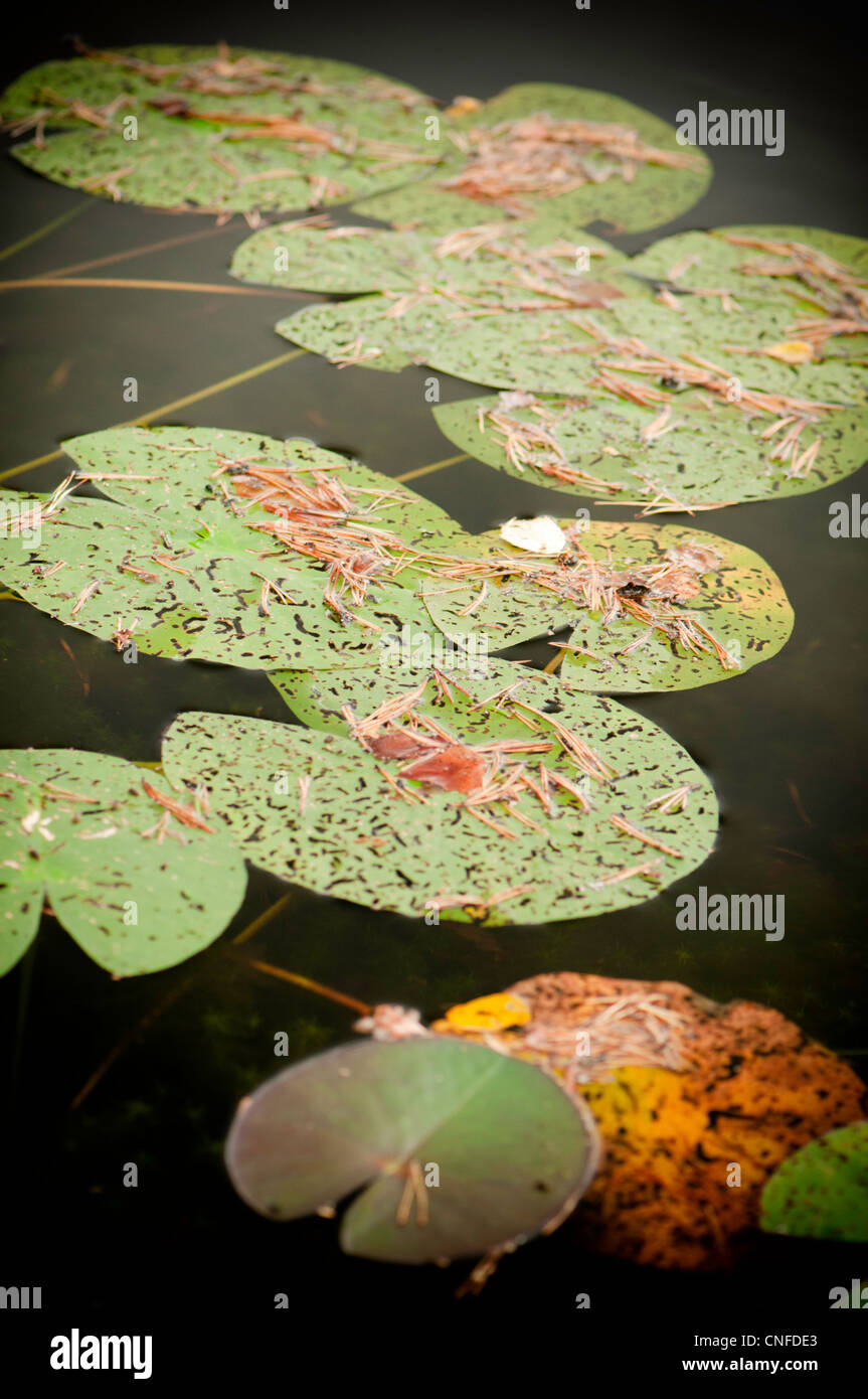 Water lily leafs in a pond Stock Photo
